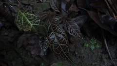 Echites rubrovenosus