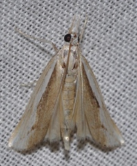 Agriphila trabeatellus