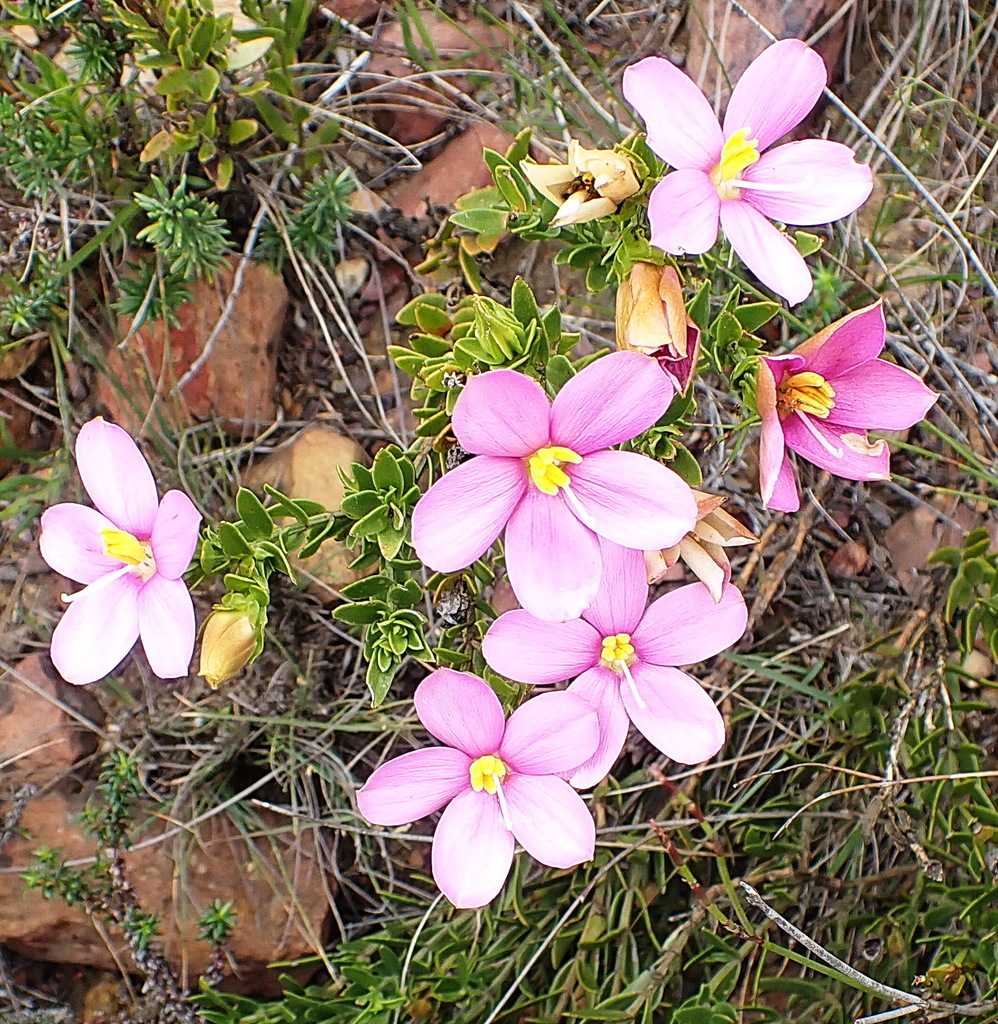 Chironia serpyllifolia