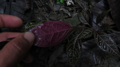 Echites rubrovenosus