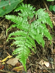 Diplazium taiwanense