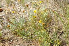 Heterolepis peduncularis