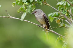 Knipolegus poecilurus