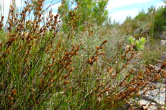 Restio tenuispicatus