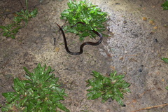 Calliophis intestinalis