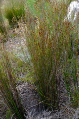 Restio tenuispicatus