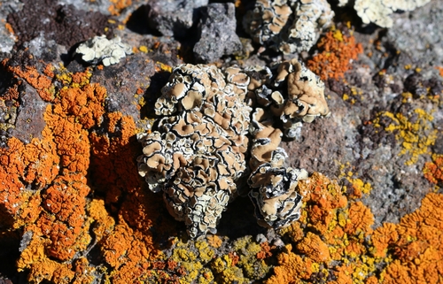 Rhizoplaca peltata
