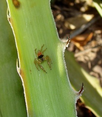 Psecas sumptuosus