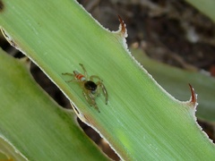 Psecas sumptuosus