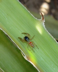 Psecas sumptuosus