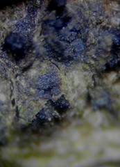 Diaporthe inaequalis