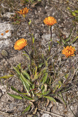 Erigeron aurantiacus