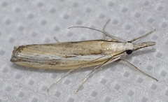 Agriphila trabeatellus