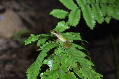 Chalcorana parvaccola