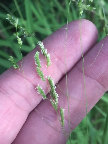 Bunch cutgrass (Leersia monandra)