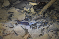 Leptobrachium hendricksoni