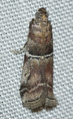 Alophia combustella