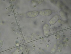 Diaporthe inaequalis