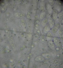 Diaporthe inaequalis