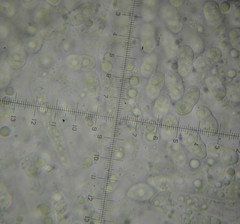 Diaporthe inaequalis