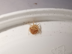 Araneus triguttatus
