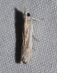 Amphithrix sublineatella