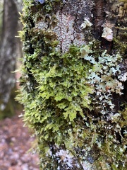 Metzgeria crassipilis