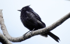 Knipolegus lophotes
