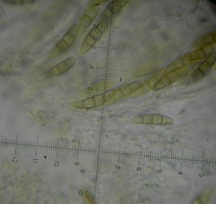 Phaeosphaeria viridella
