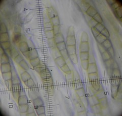 Phaeosphaeria viridella