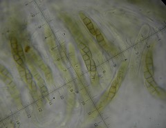 Phaeosphaeria viridella