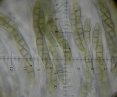Phaeosphaeria viridella