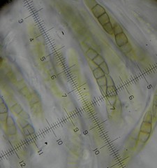 Phaeosphaeria viridella