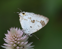 Hypolycaena othona