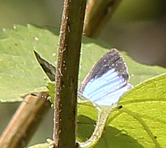 Hypolycaena othona