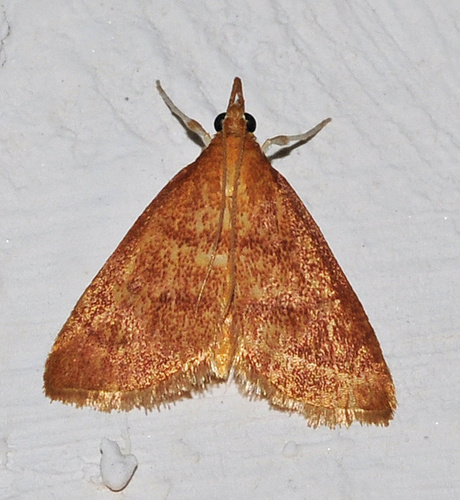 Representative image of Anania testacealis