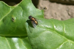Lucilia
