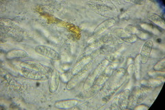 Phragmoporthe conformis