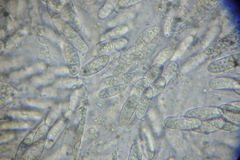 Phragmoporthe conformis