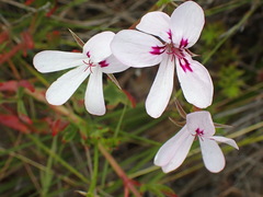Pelargonium laevigatum laevigatum