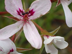Pelargonium laevigatum laevigatum