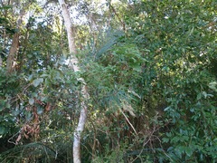 Tetradium glabrifolium