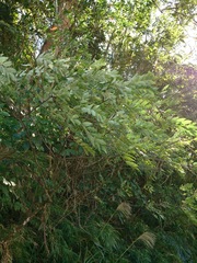 Tetradium glabrifolium