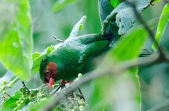 Chlorornis riefferii