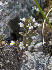 Euphrasia regelii