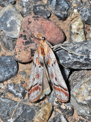 Ancylosis cinnamomella