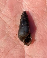 Elimia doolyensis