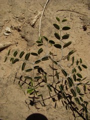 Gonopterodendron sarmientoi