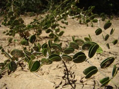 Gonopterodendron sarmientoi