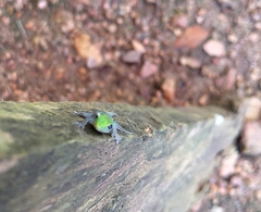 Lygodactylus conraui